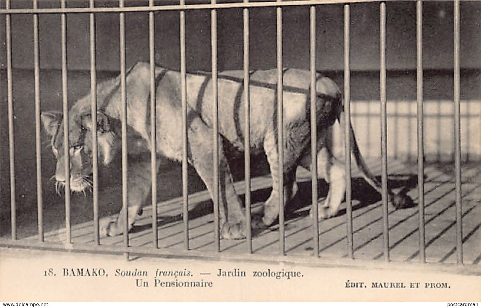 Mali - BAMAKO - Jardin Zoologique - Une Lionne - Ed. Maurel & Prom 18 - Mali