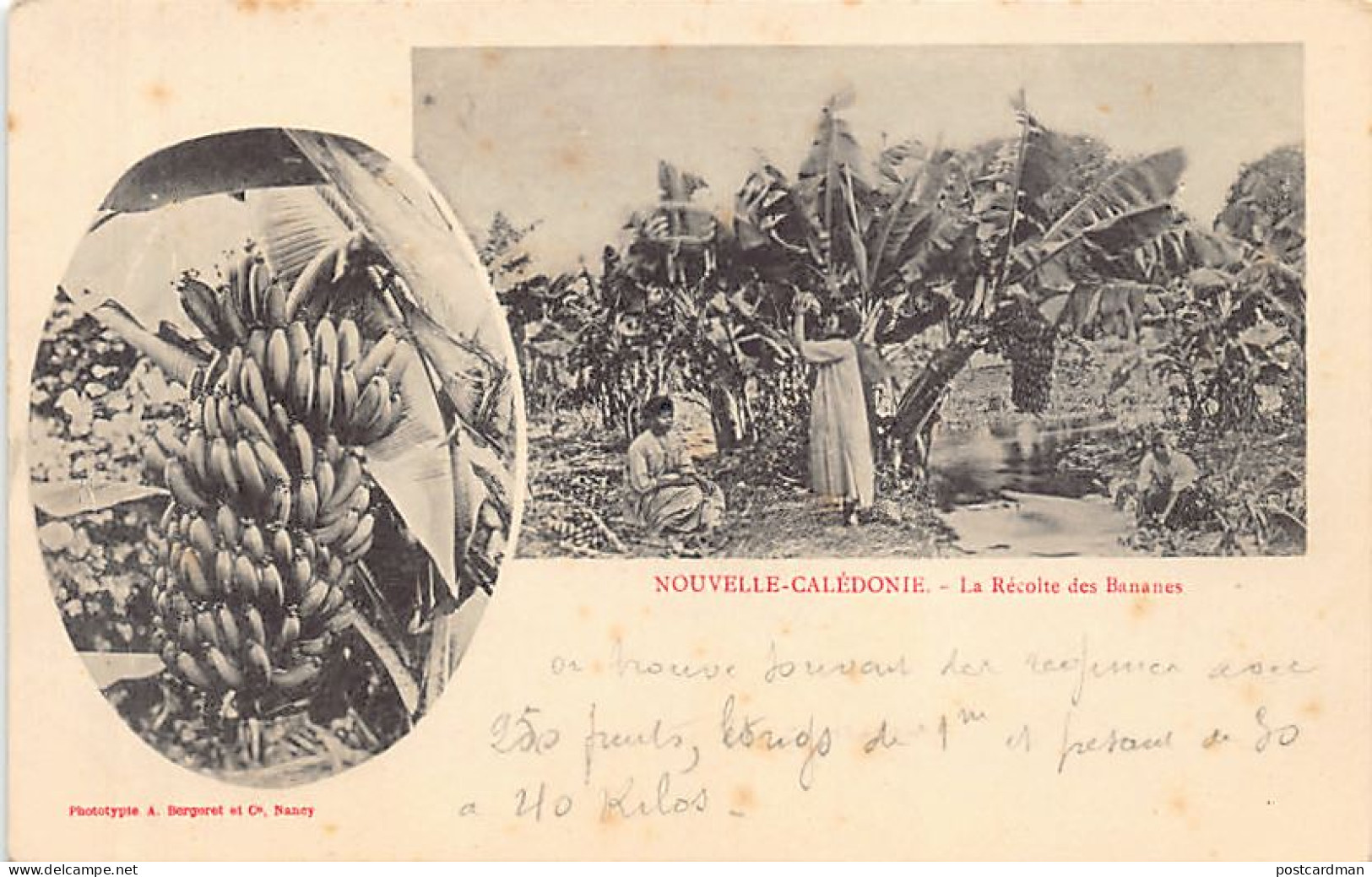 Nouvelle Calédonie - La Récolte Des Bananes - Ed. A. Bergeret & Cie  - Nouvelle Calédonie