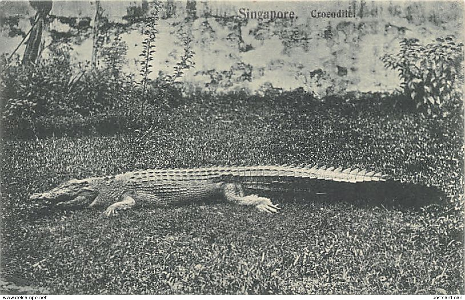 Singapore - Crocodile - Publ. Wilson & Co. 1535 - Singapore