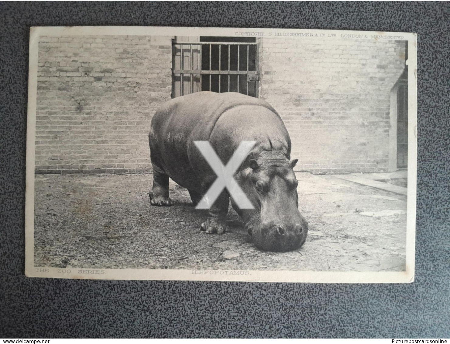 HIPPOPOTAMUS HILDESHEIMER & CO ZOO SERIES OLD B/W POSTCARD ANIMALS 1904 - Hippopotames