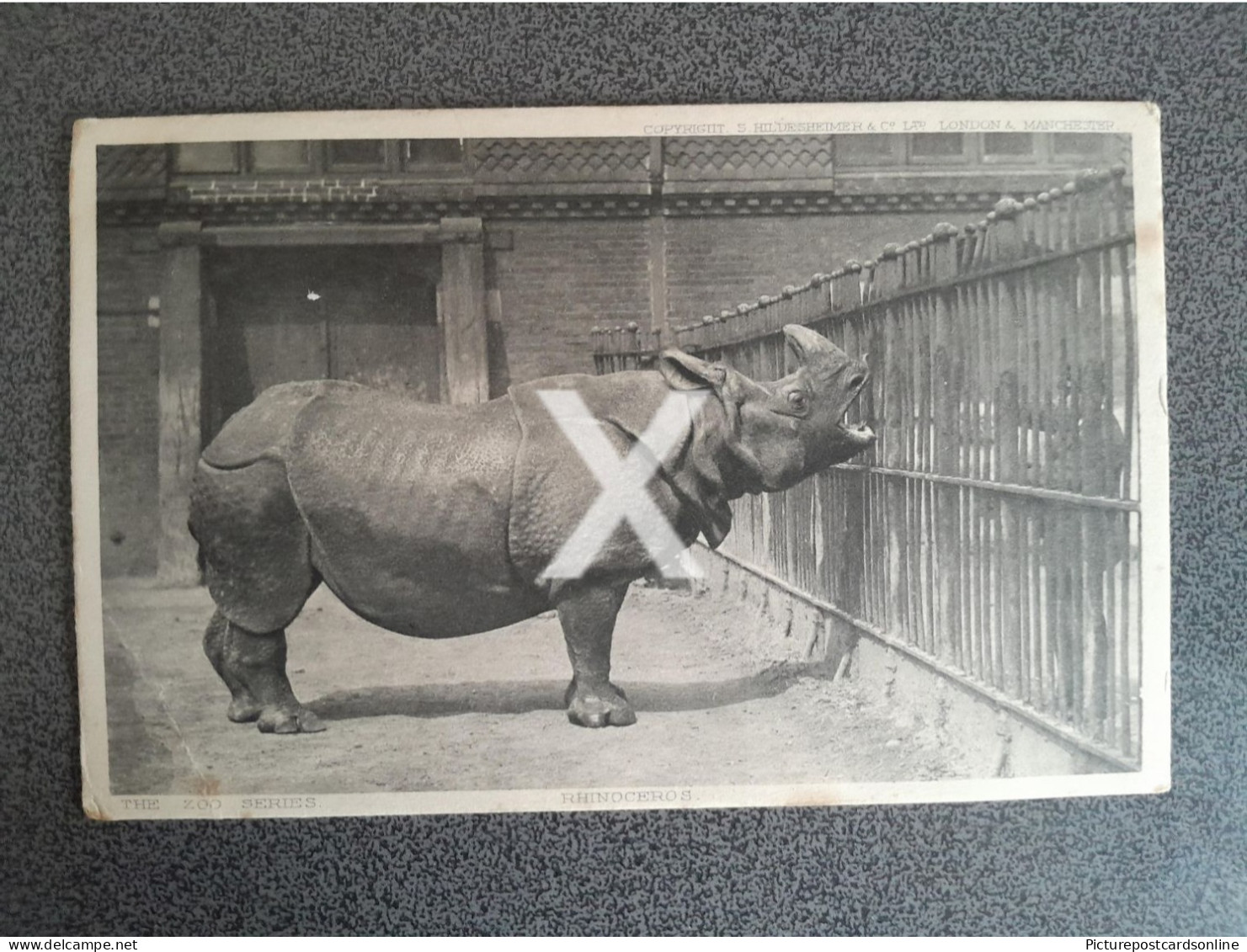 RHINOCEROS HILDESHEIMER & CO ZOO SERIES OLD B/W POSTCARD ANIMALS 1904 - Rhinoceros