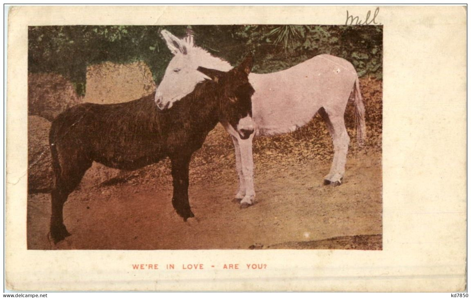 We Are In Love - Donkey Esel - Donkeys