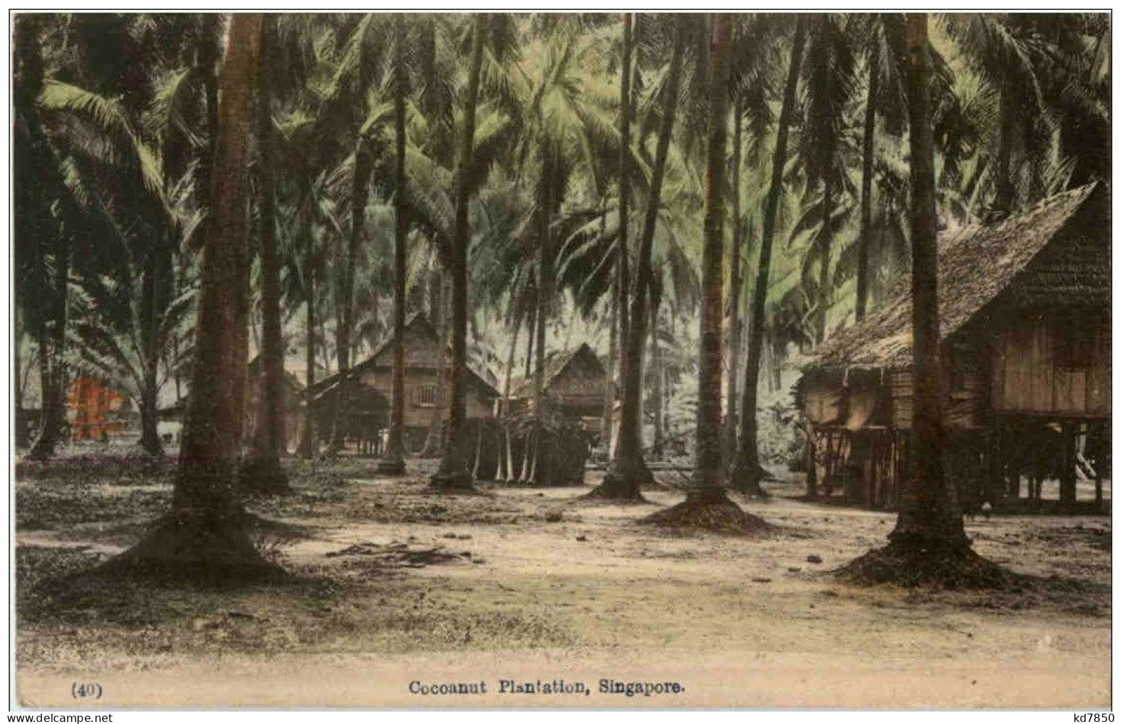 Singapore - Cocanut Plantation - Singapour