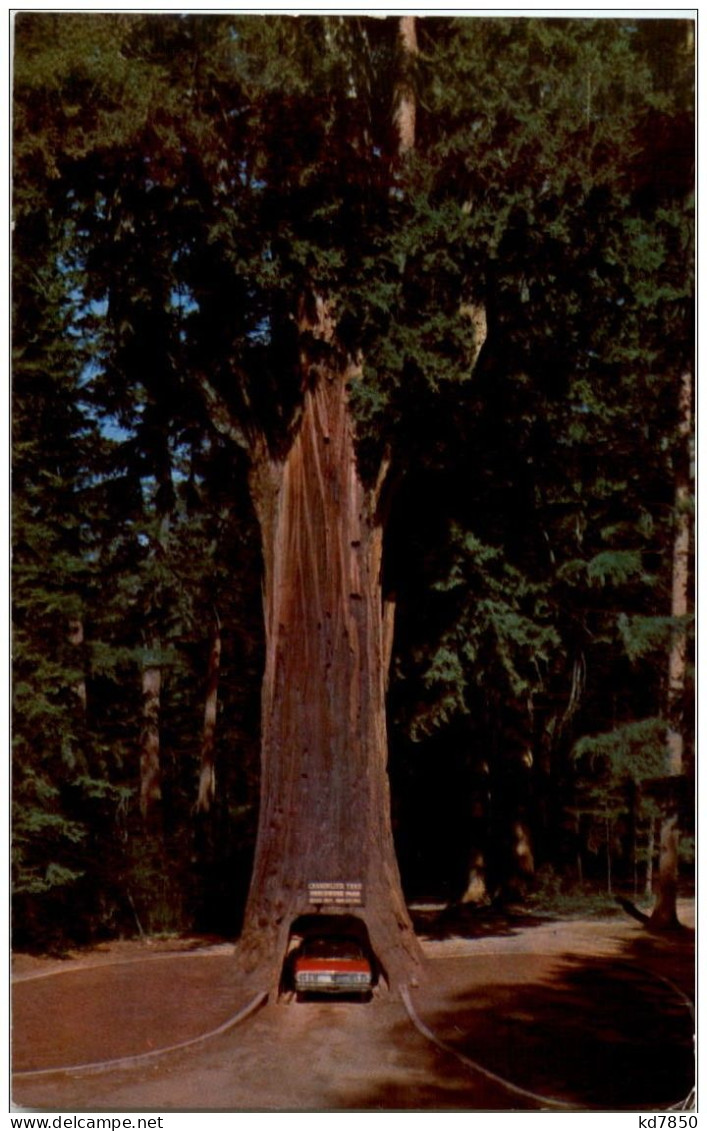 Chandelier Drive-Thru Tree - Parques Nacionales USA