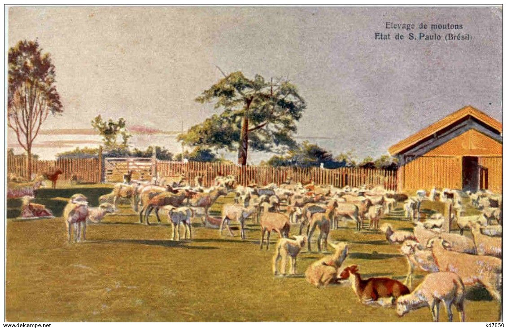 Etat De S Paulo - Elevage De Moutons - São Paulo