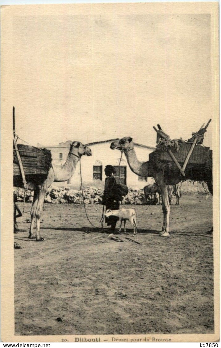 Djibouti - Camel - Dschibuti