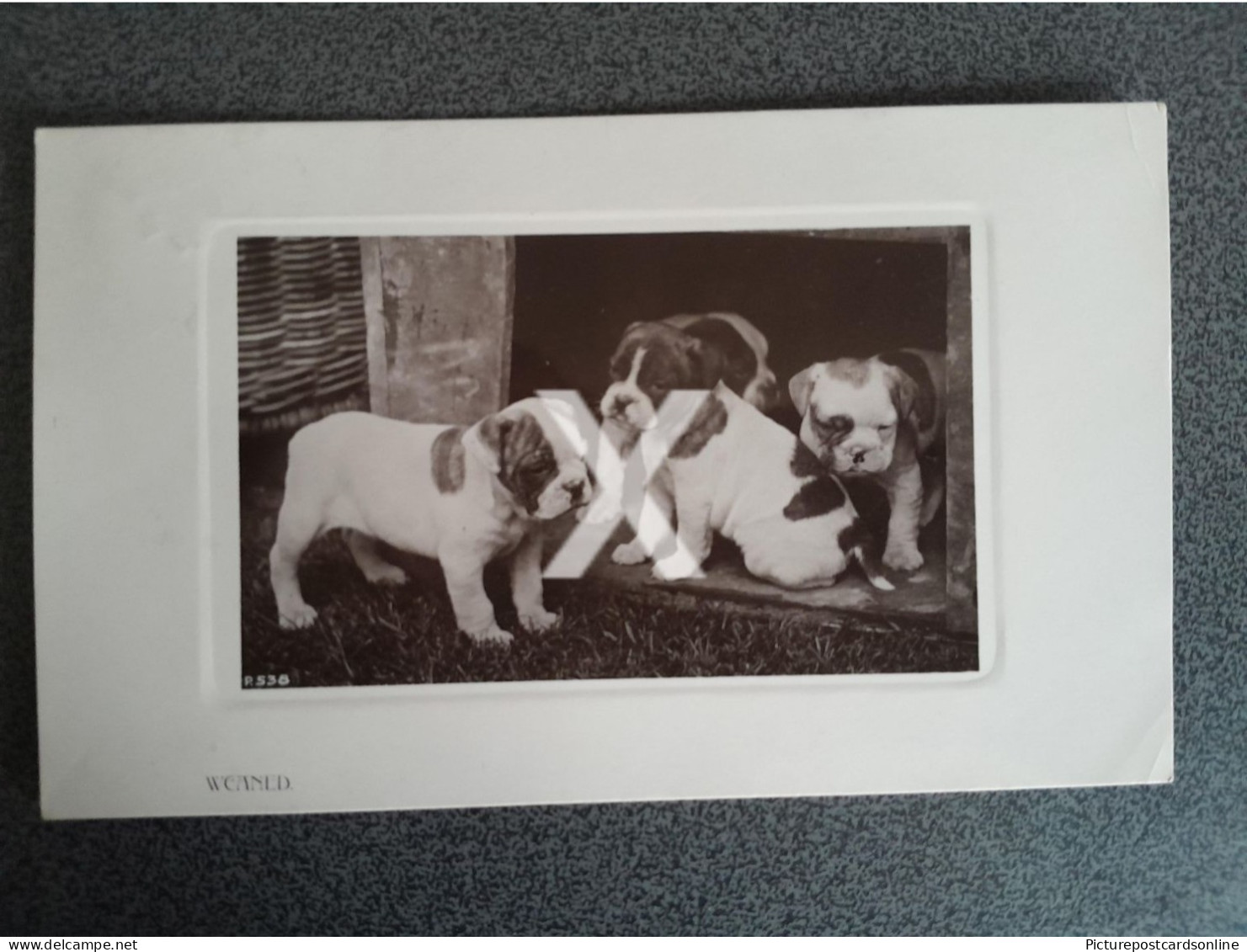 WEANED GROUP OF PUPPIES OLD R/P POSTCARD 1907 DOGS - Hunde