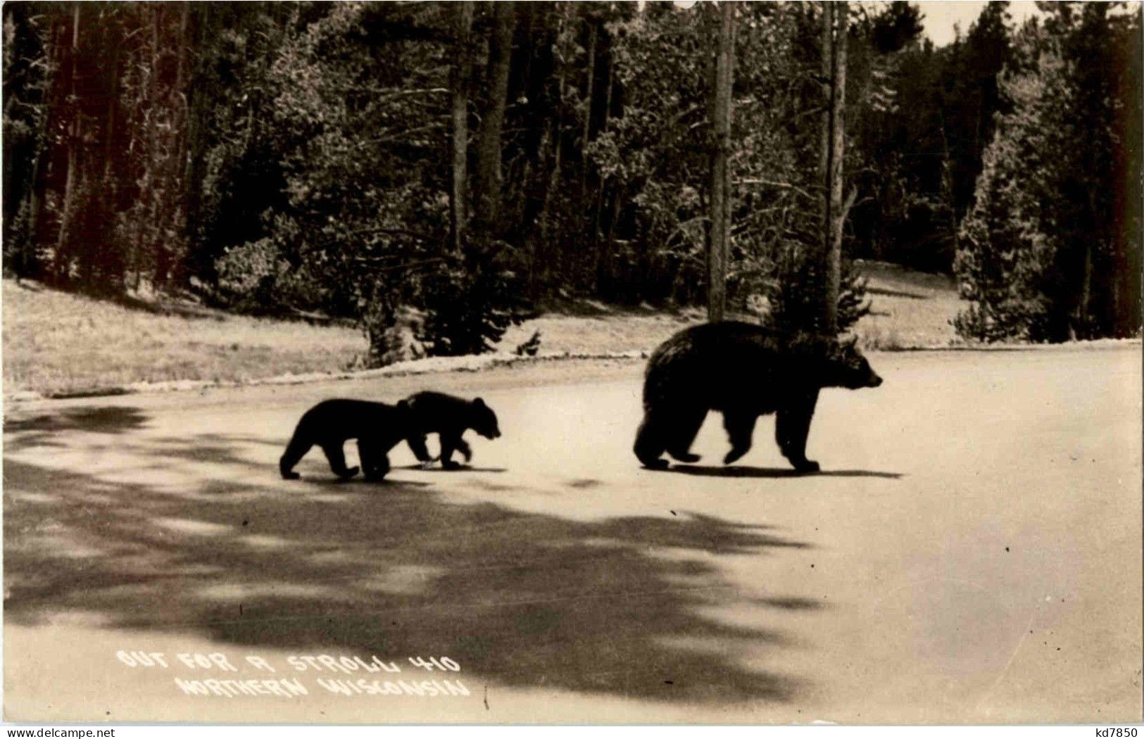 Bear - Wisconsin - Ours