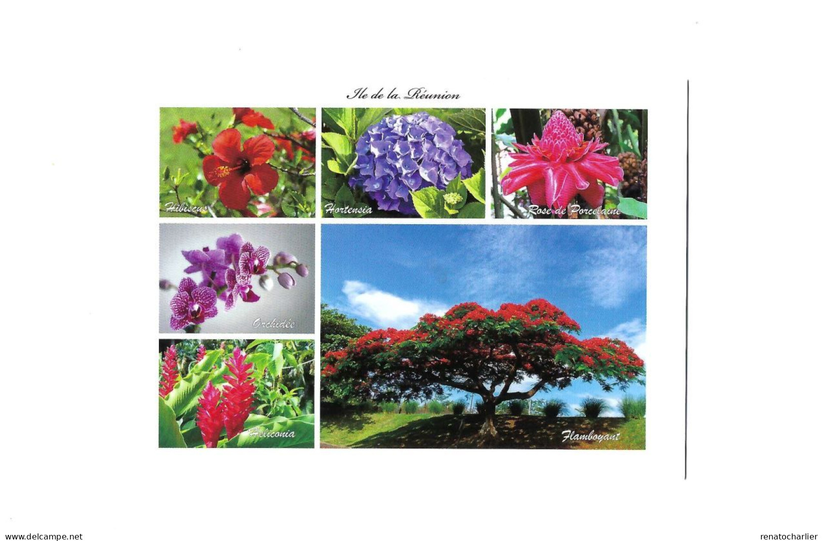 Fleurs De La Réunion.Multivues. - Sonstige & Ohne Zuordnung