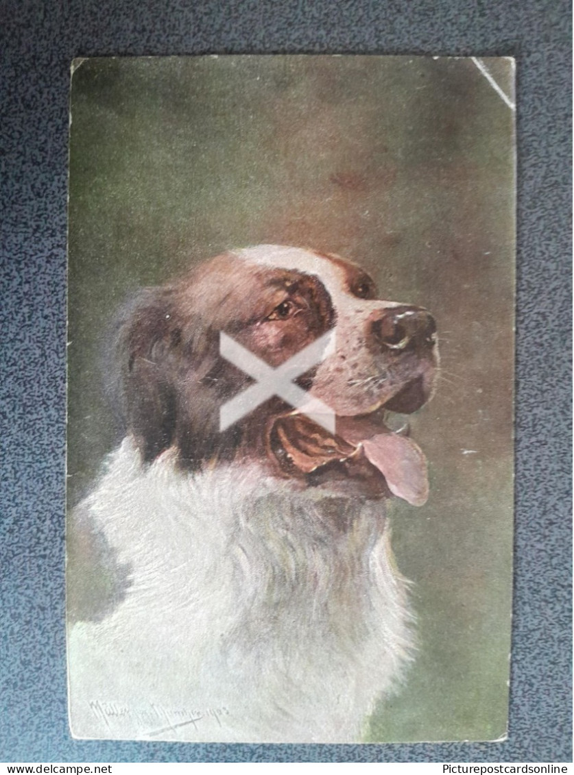 ST BERNARD OLD COLOUR ART POSTCARD 1904 DOGS ARTIST SIGNED - Hunde
