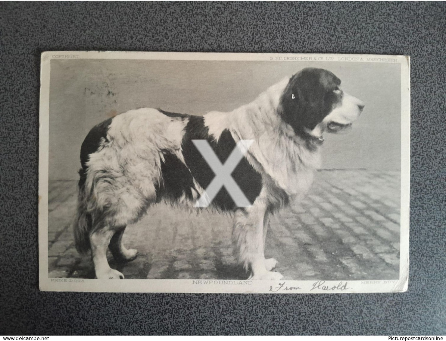 NEW FOUNDLAND HILDESHEIMER SERIES PRIZE DOGS OLD B/W POSTCARD 1903 DOG - Honden