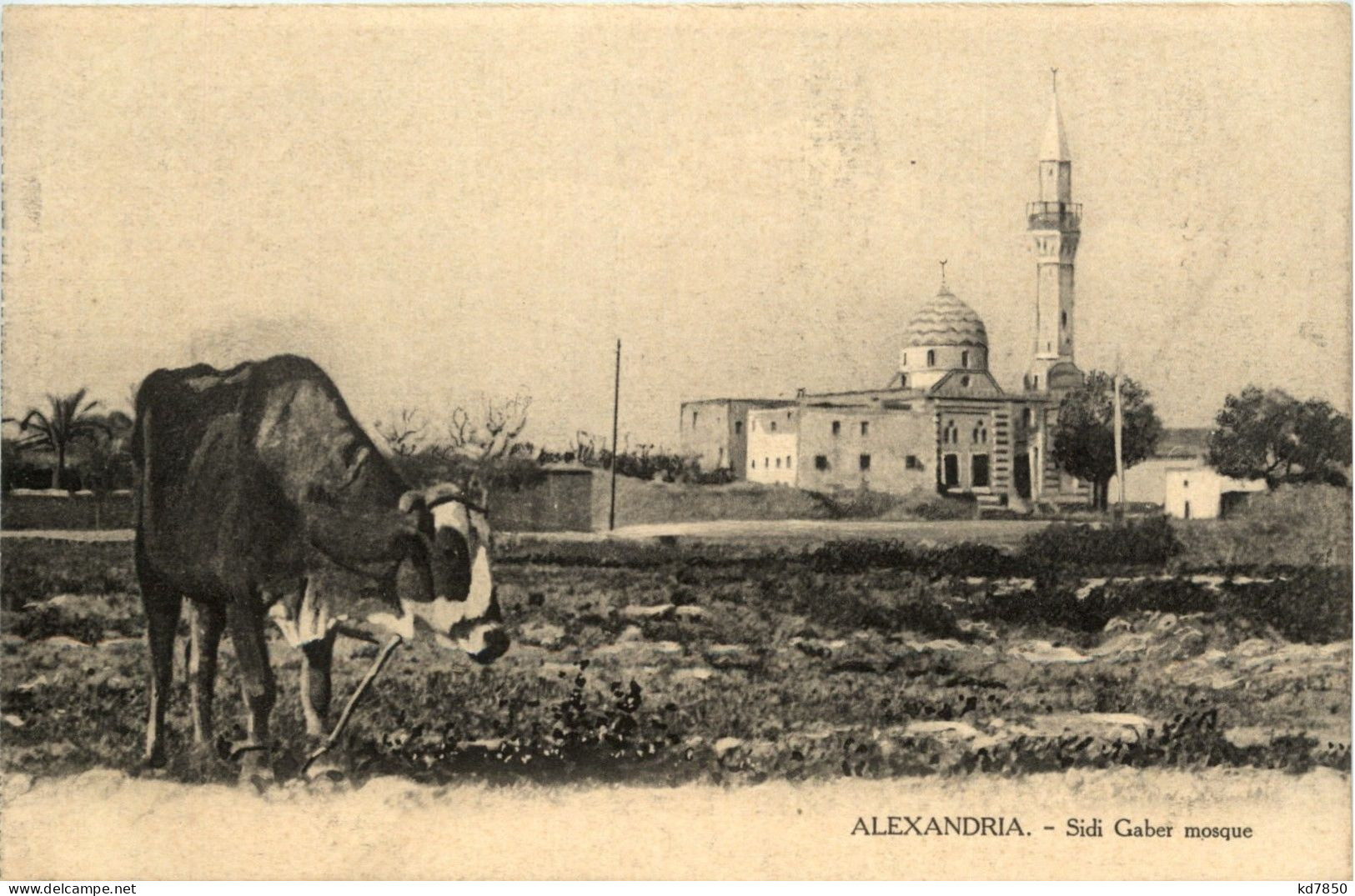Alexandria - Sidi Gaber Mosque - Alejandría