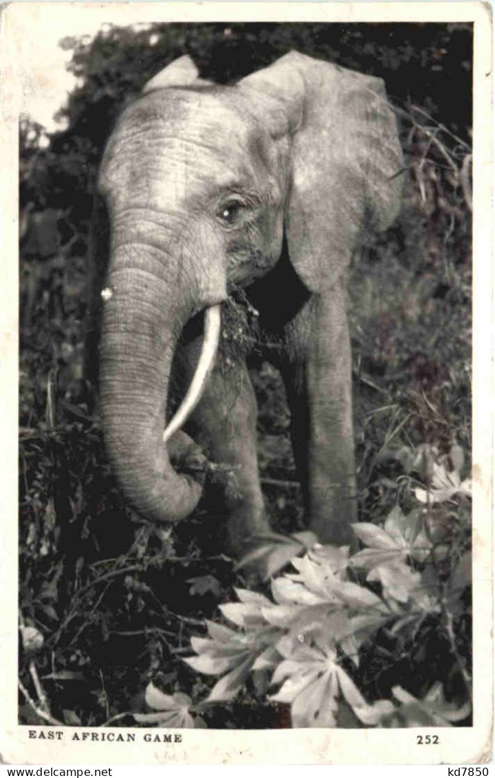 Elephant - East African Game - Elefanten