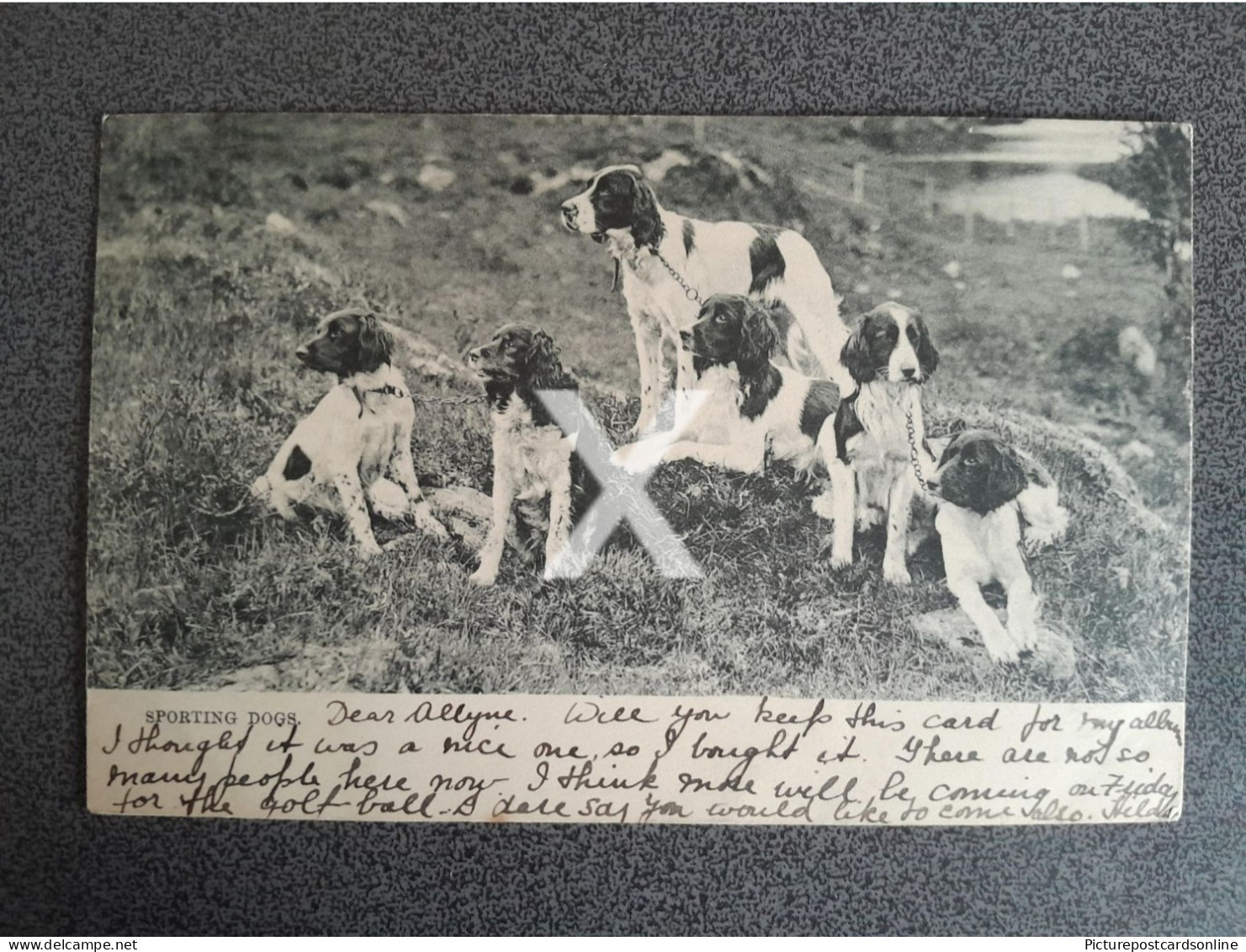 SPORTING DOGS Spaniels  OLD B/W POSTCARD 1903 DOG TUCK ANIMAL STUDIES - Chiens