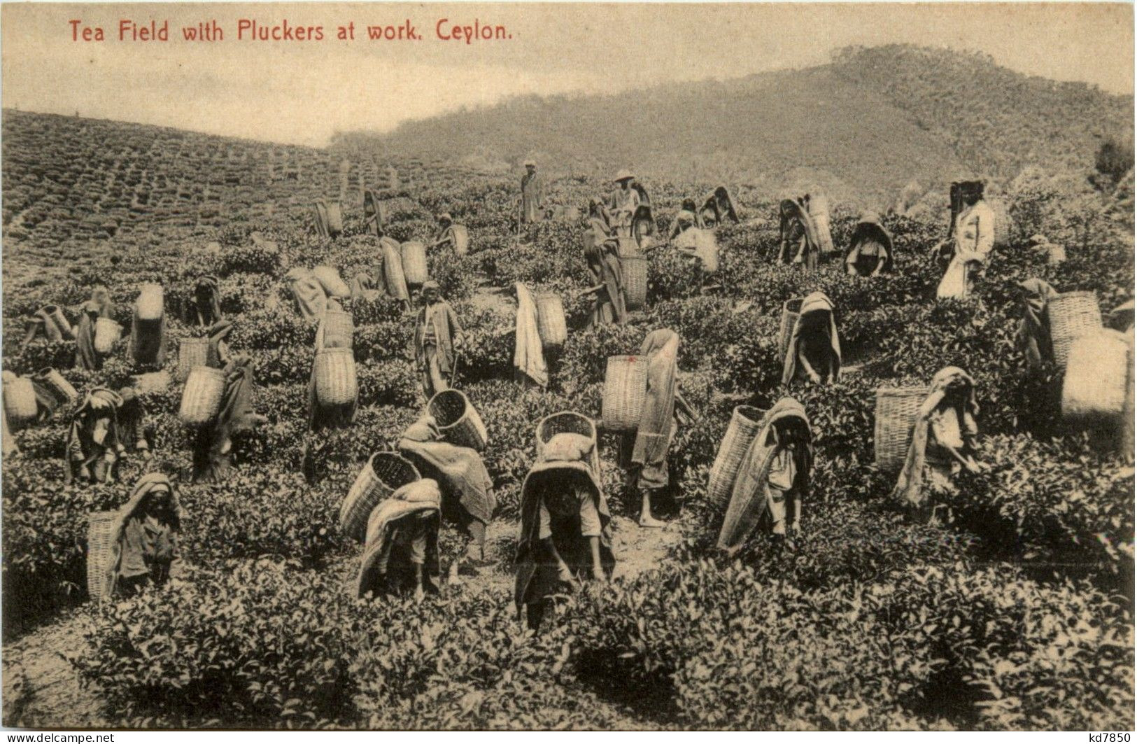 Ceylon - Tea Field With Pluckers At Work - Sri Lanka (Ceylon)