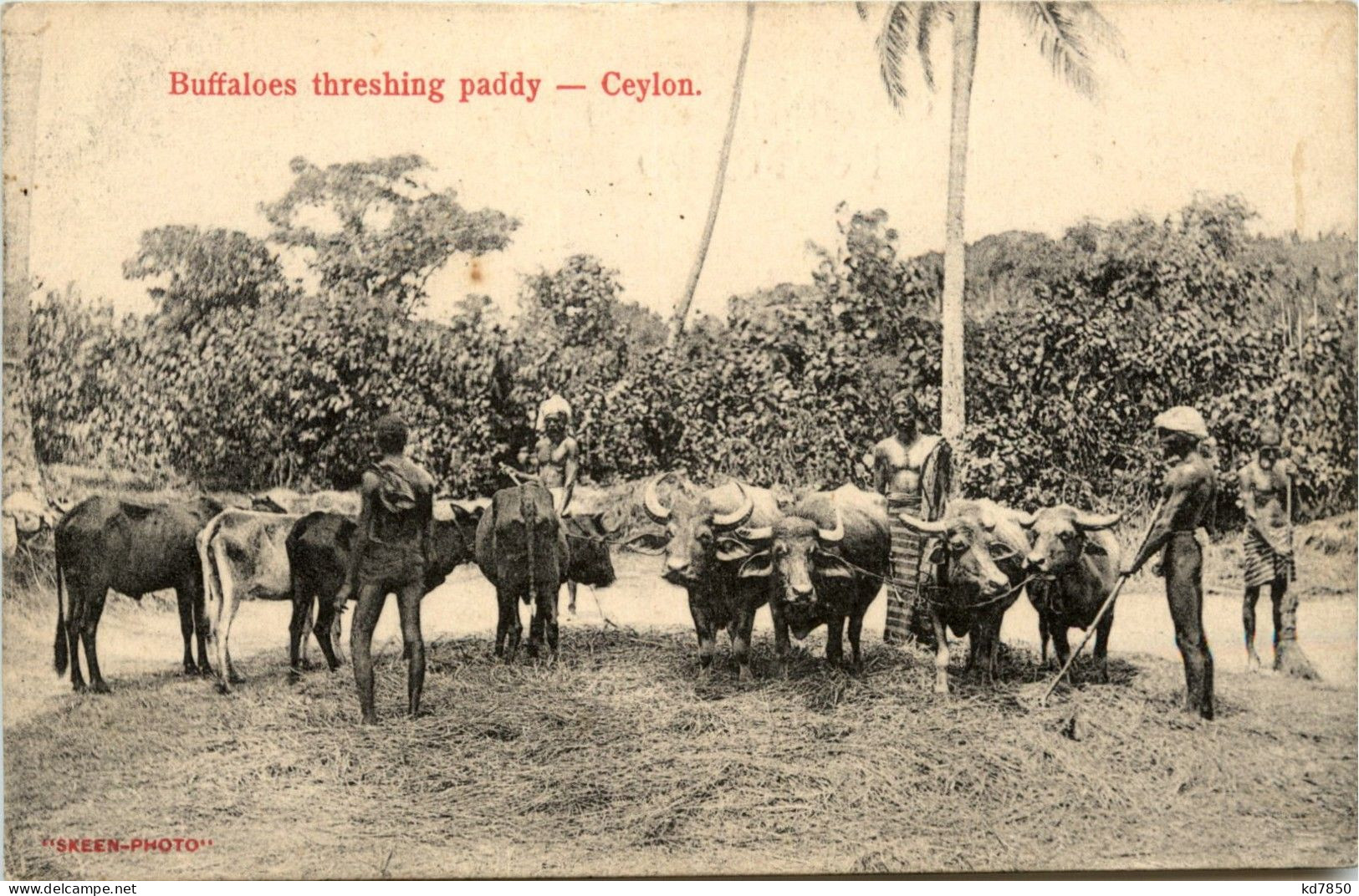 Ceylon - Buffaloes Threshing Paddy - Sri Lanka (Ceilán)