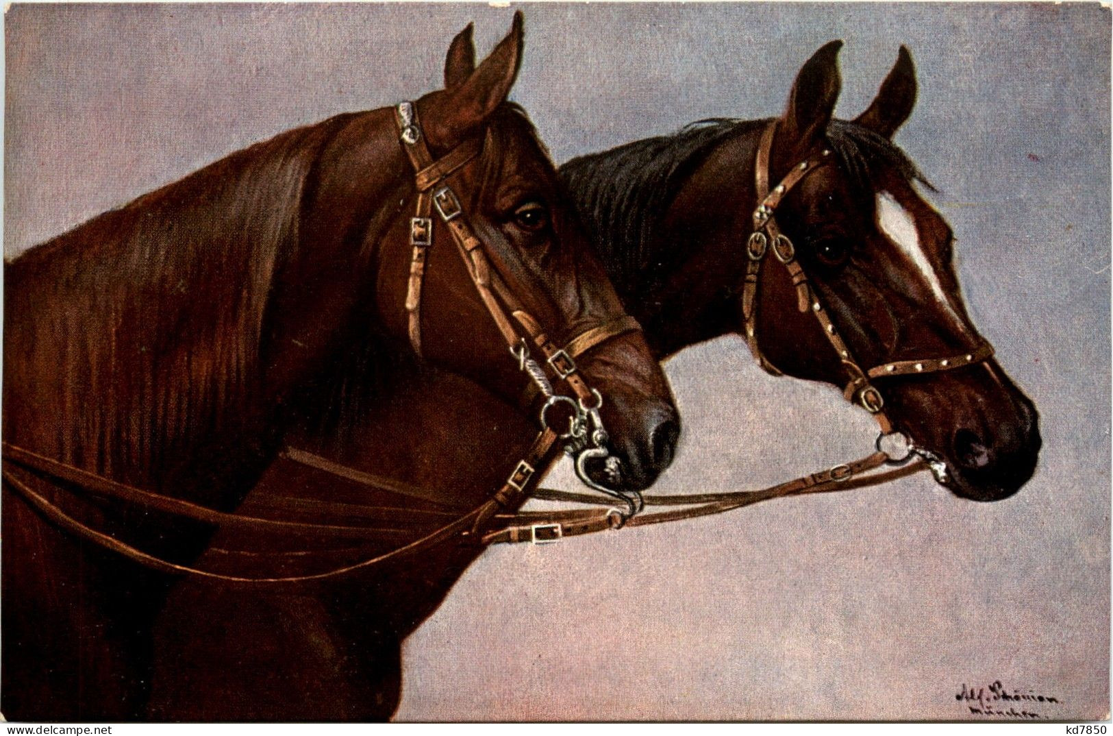 Pferd Horse - Paarden
