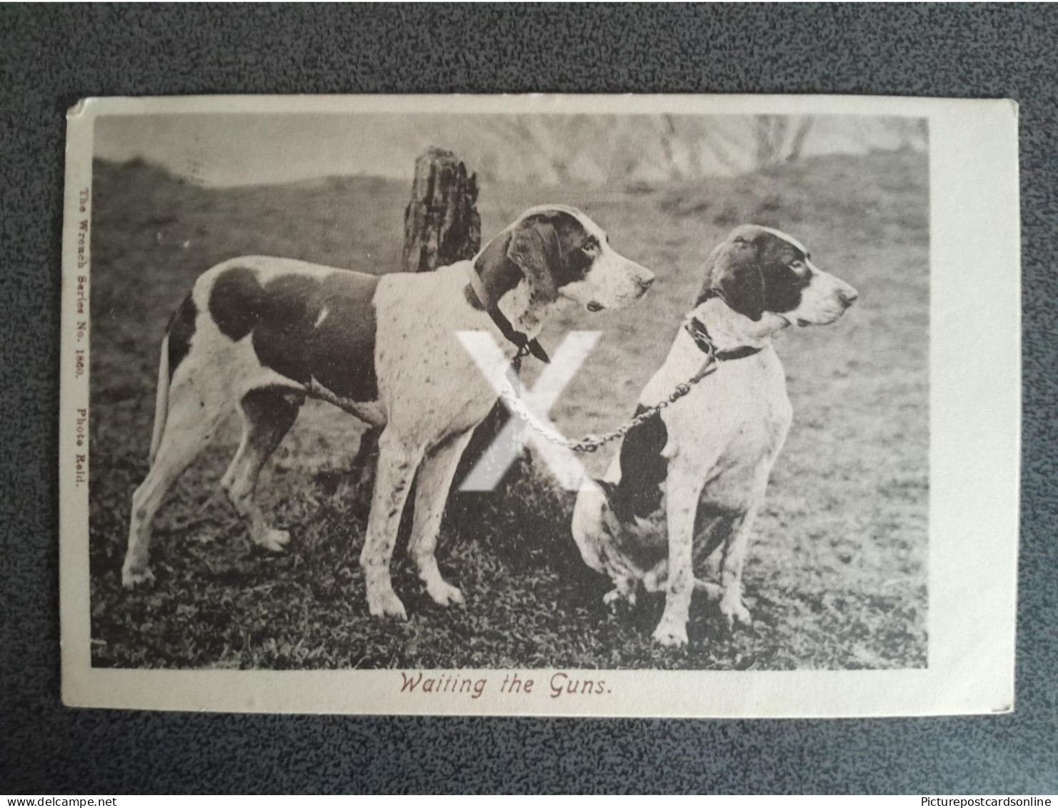 WAITING THE GUNS OLD B/W POSTCARD 1903 DOGS DOG WRENCH SERIES 1860 - Chiens