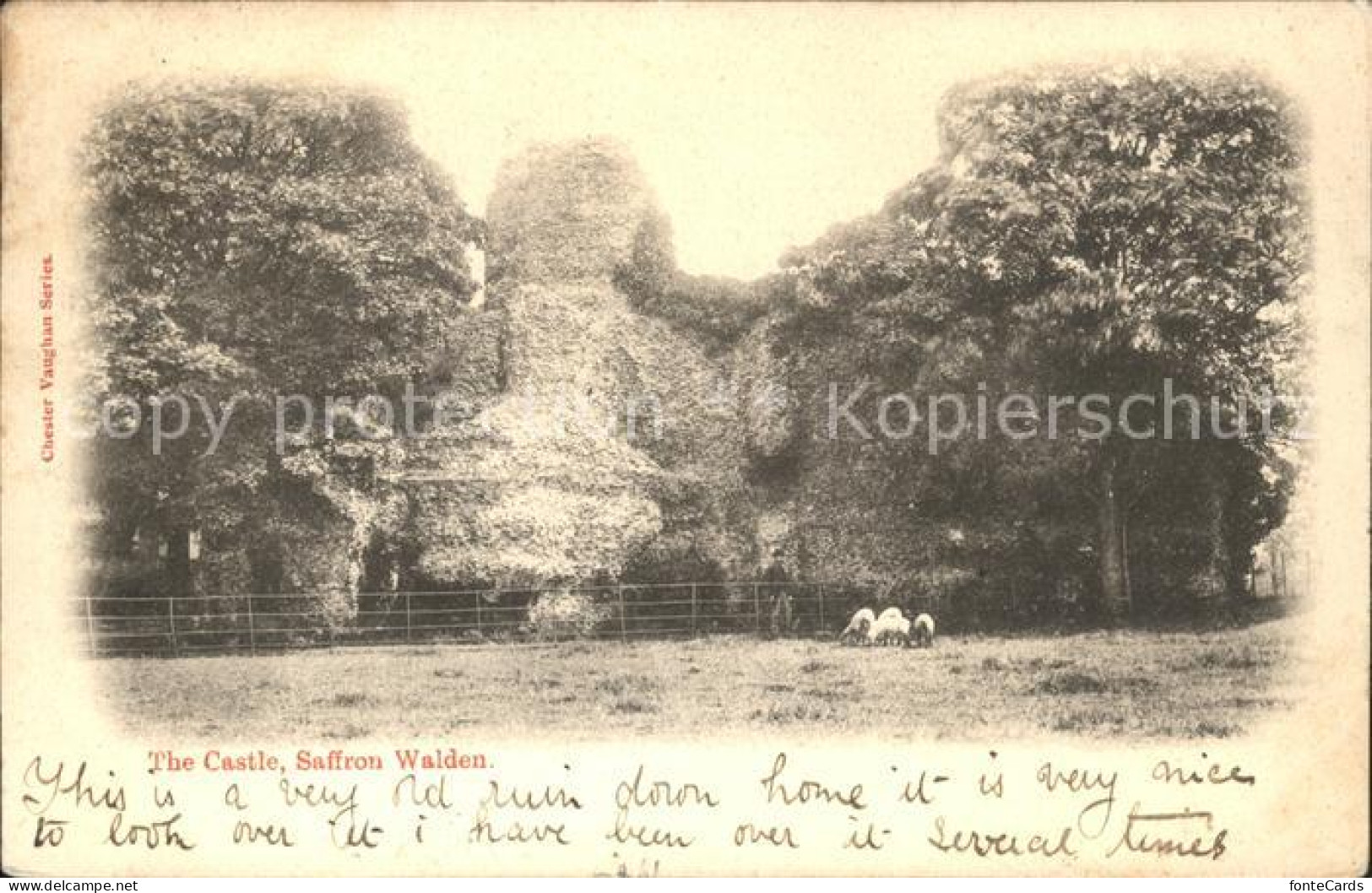 11750658 Saffron Walden Castle Sheeps Uttlesford - Sonstige & Ohne Zuordnung