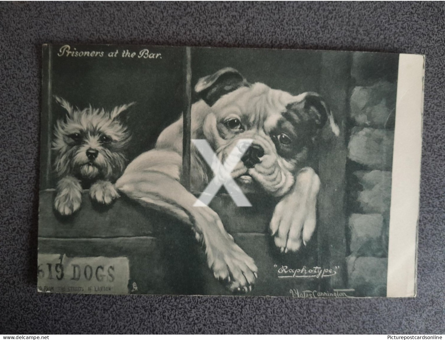 PRISONERS AT THE BAR West Highland Terrier & Bulldog  OLD B/W POSTCARD TUCK RAPHOTYPE NO 2802 SIGNED J. YATES CARRINGTON - Chiens