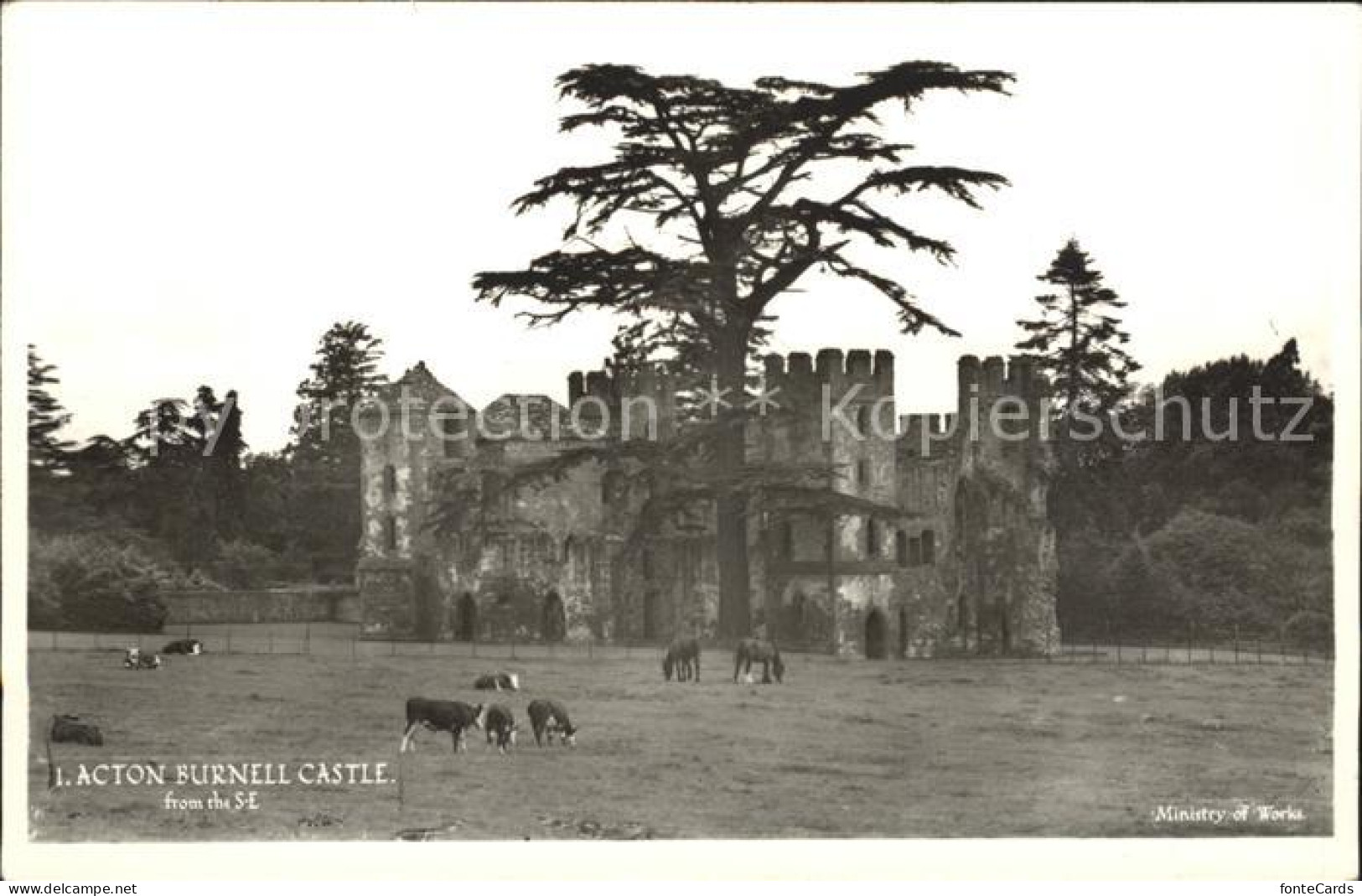 11750271 Acton Burnell Castle Animals Cow Horse Acton Burnell - Shropshire