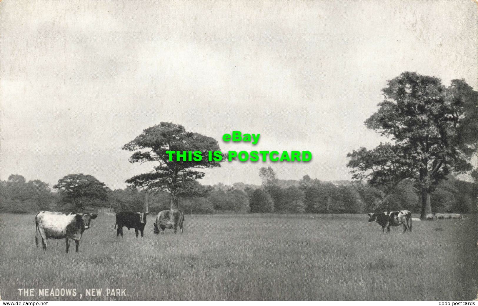 R603131 New Park. The Meadows. Postcard - Wereld