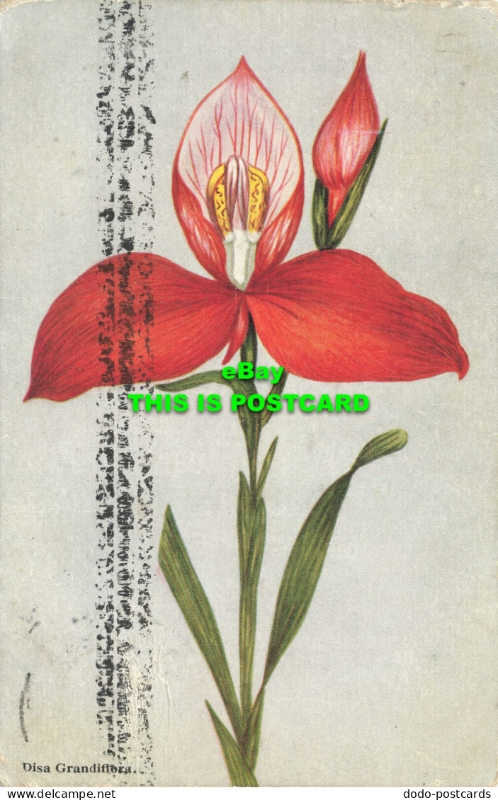 R603298 Disa Grandiflora. Maskew Miller. Cape Flora Series - World