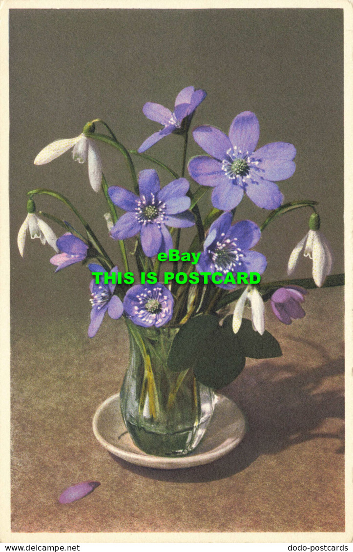 R603334 Galanthus Nivalis. E. Gyger - Wereld