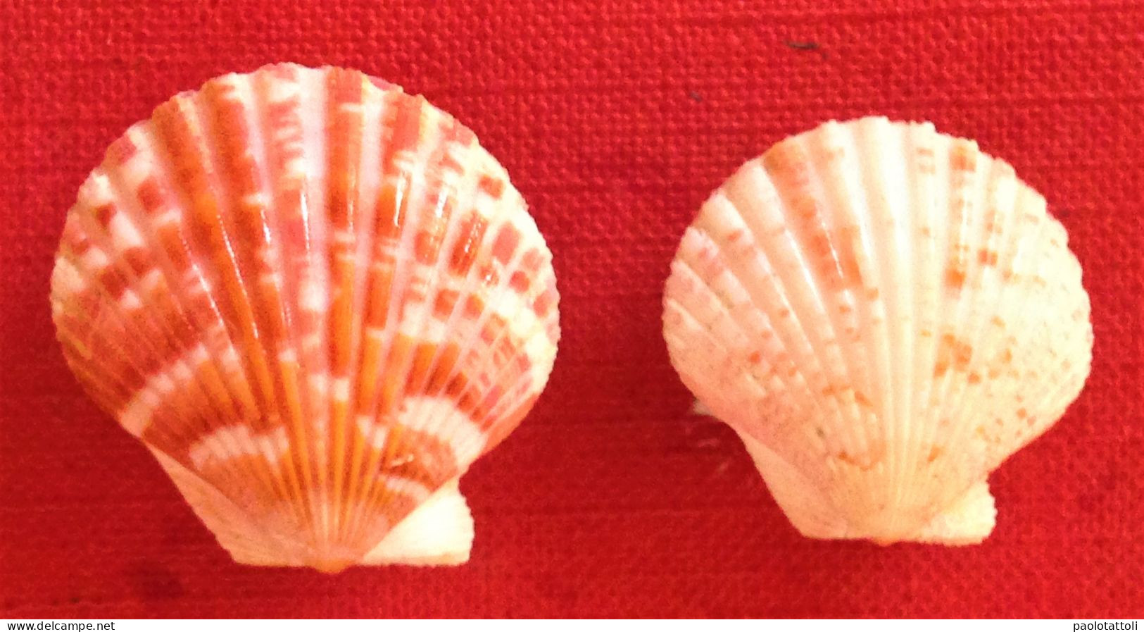 Aequipecten Commutatus ( Monterosato, 1875)- 25x 24,9mm & 22,7x 22,5mm. Malaga Bay, Spain- - Seashells & Snail-shells