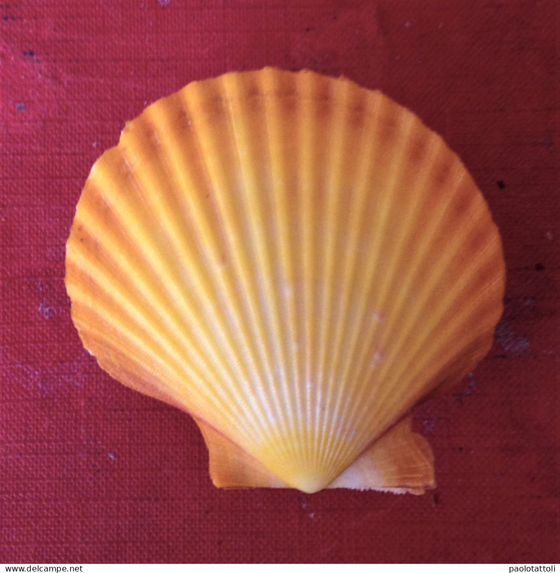 Aequipecten Opercularis ( Linneo, 1758)-Yellow- 54.9x 57.5mm- Chioggia, Italy.August.2018- - Seashells & Snail-shells