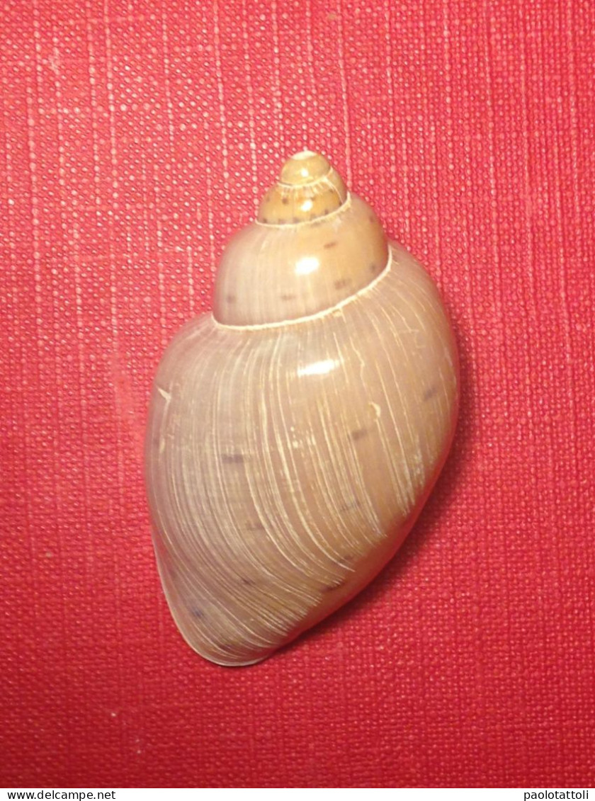 Ampulla Priamus ( Gmelin, 1791). Algarve, Portugal. Alive Trawled By Fishing Boat On Mud At About 4oomtrs. 52,5x 29mm - Seashells & Snail-shells