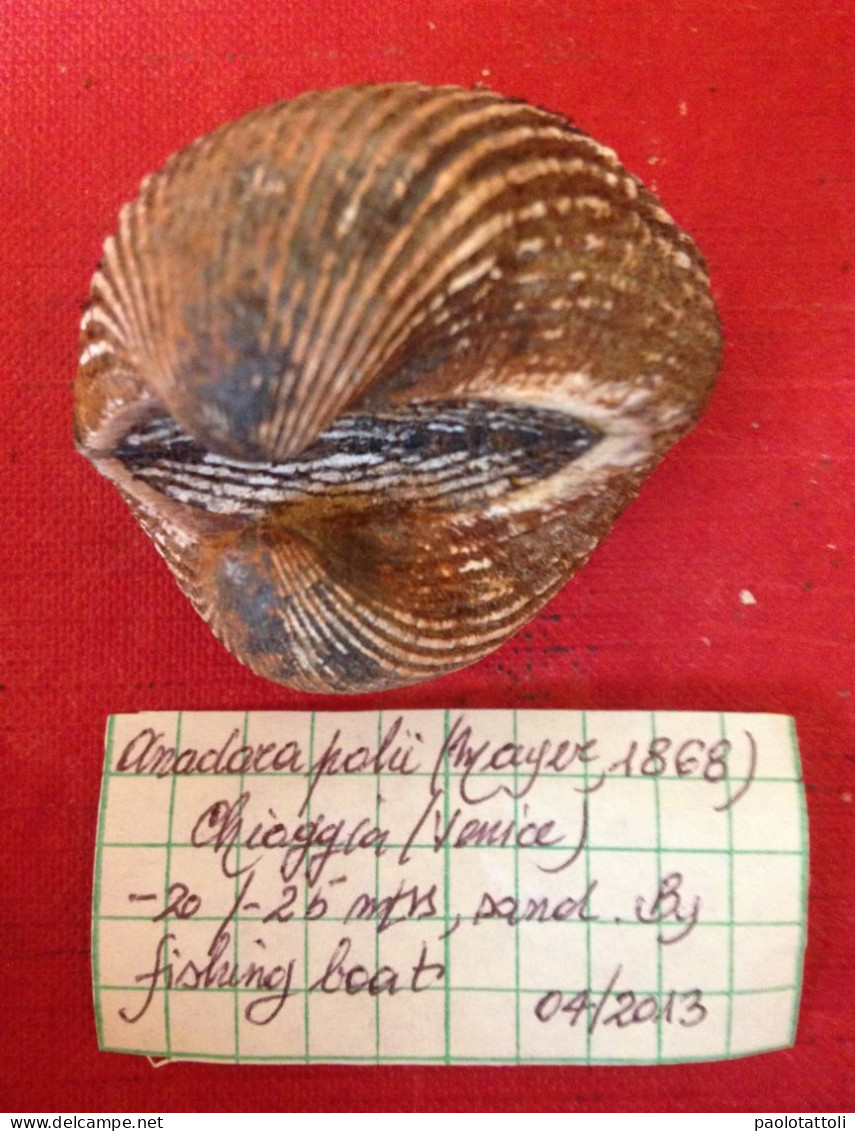 Anadara Polii ( Mayer, 1868)- Chioggia (Italy). 40.5x 33,5mm. Trawled Alive On Sandy Ground - Coquillages