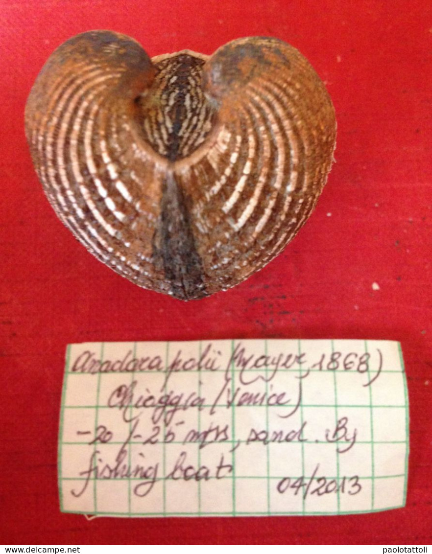 Anadara Polii ( Mayer, 1868)- Chioggia (Italy). 40.5x 33,5mm. Trawled Alive On Sandy Ground - Conchas Y Caracoles