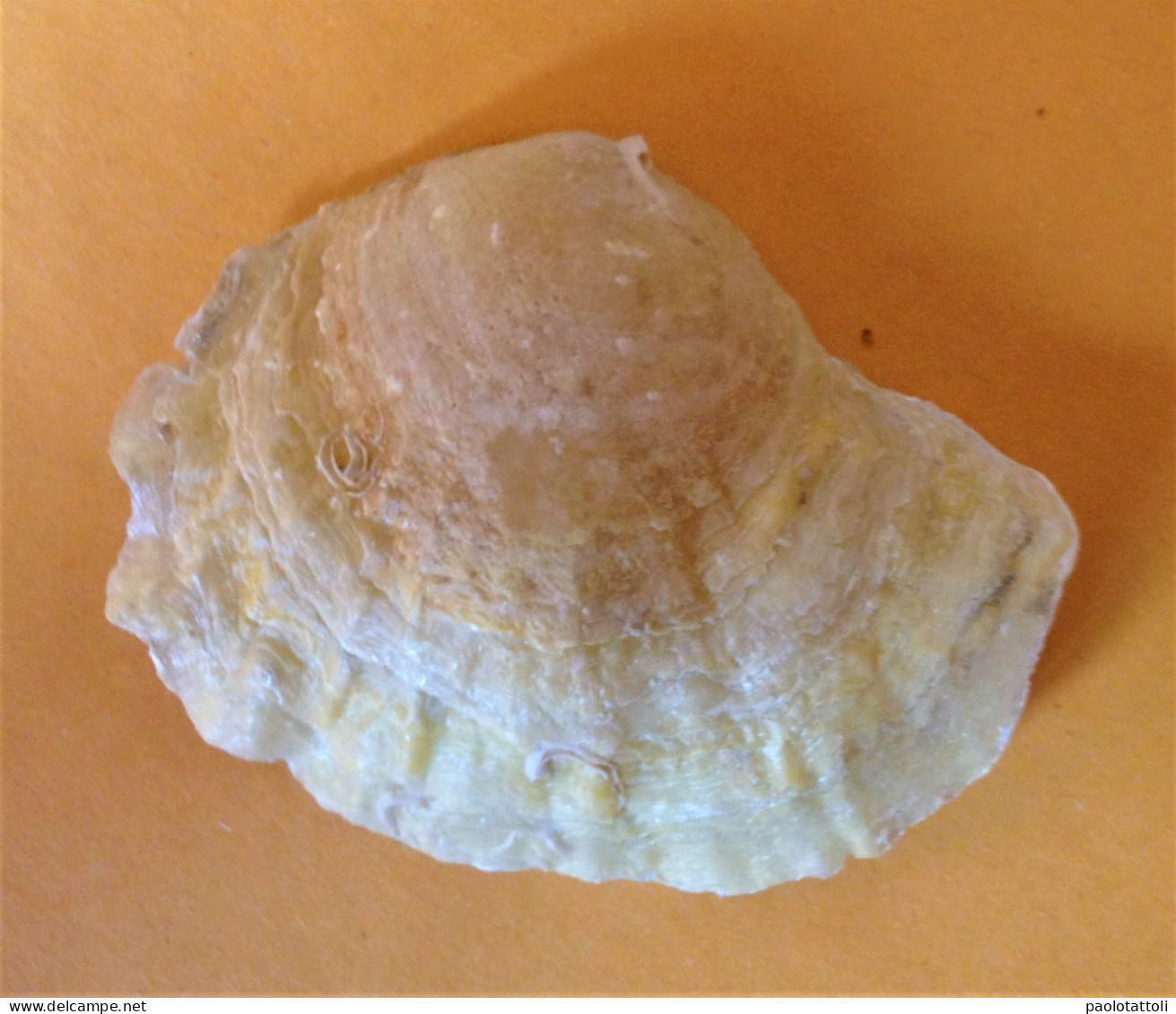 Anomia Ephippium Linneo, 1758- 51x 61mm. Chioggia, Italy- Removed Alive From A Stone Collected At 15mtrs Depth. - Schelpen