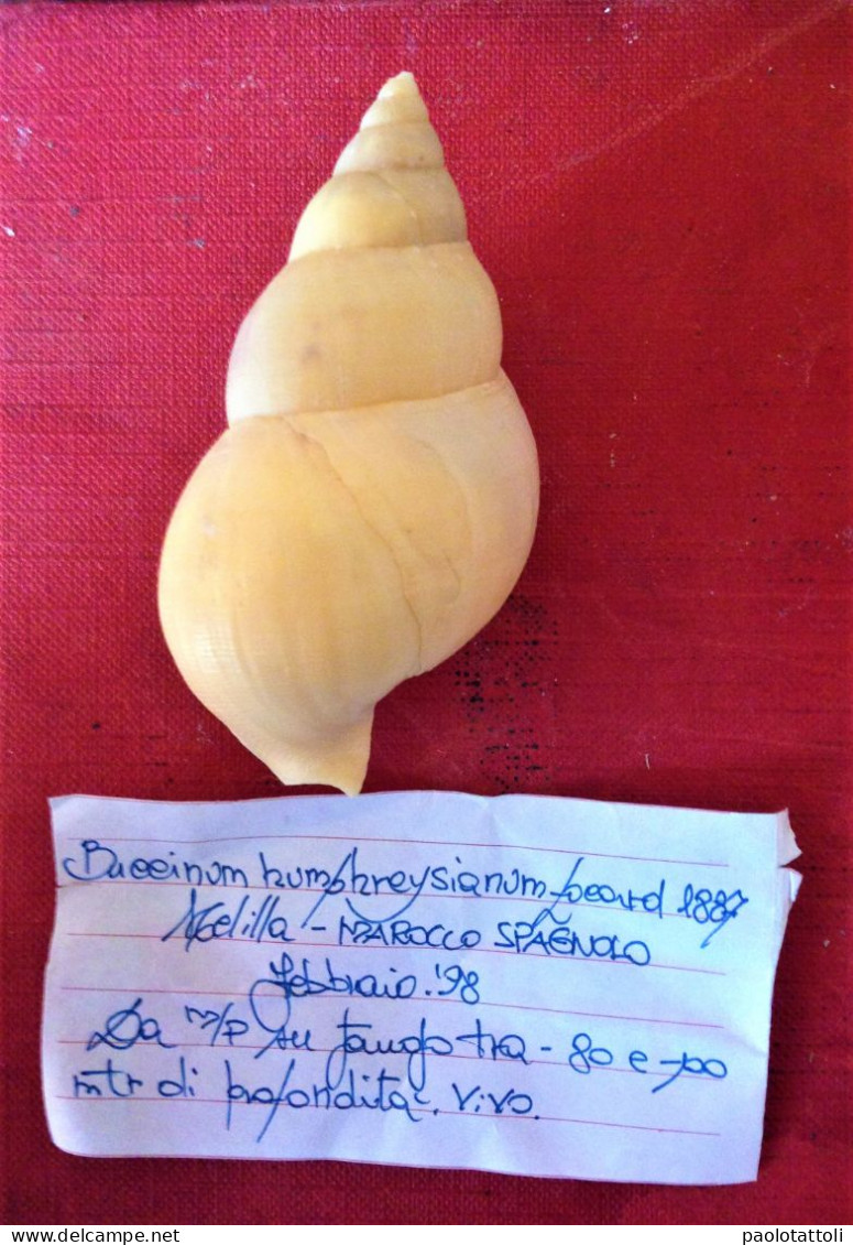 Buccinum Humphreysianum Locard, 1887- Melilla ( Spain). 71.4x 38,5mm. Trawled Alive On Mud - Muscheln & Schnecken