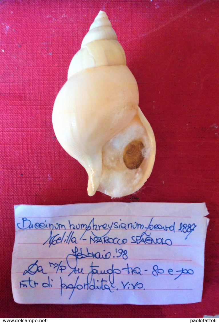 Buccinum Humphreysianum Locard, 1887- Melilla ( Spain). 71.4x 38,5mm. Trawled Alive On Mud - Schelpen