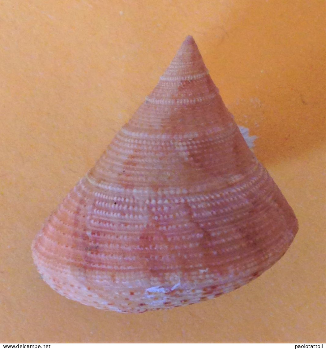 Calliostoma Granulatum ( Born, 1778)- 26.3x 24.9mm. Chioggia, Italy.Sept. 2020. Trawled On Muddy Groud Between 20-25 Mtr - Conchas Y Caracoles