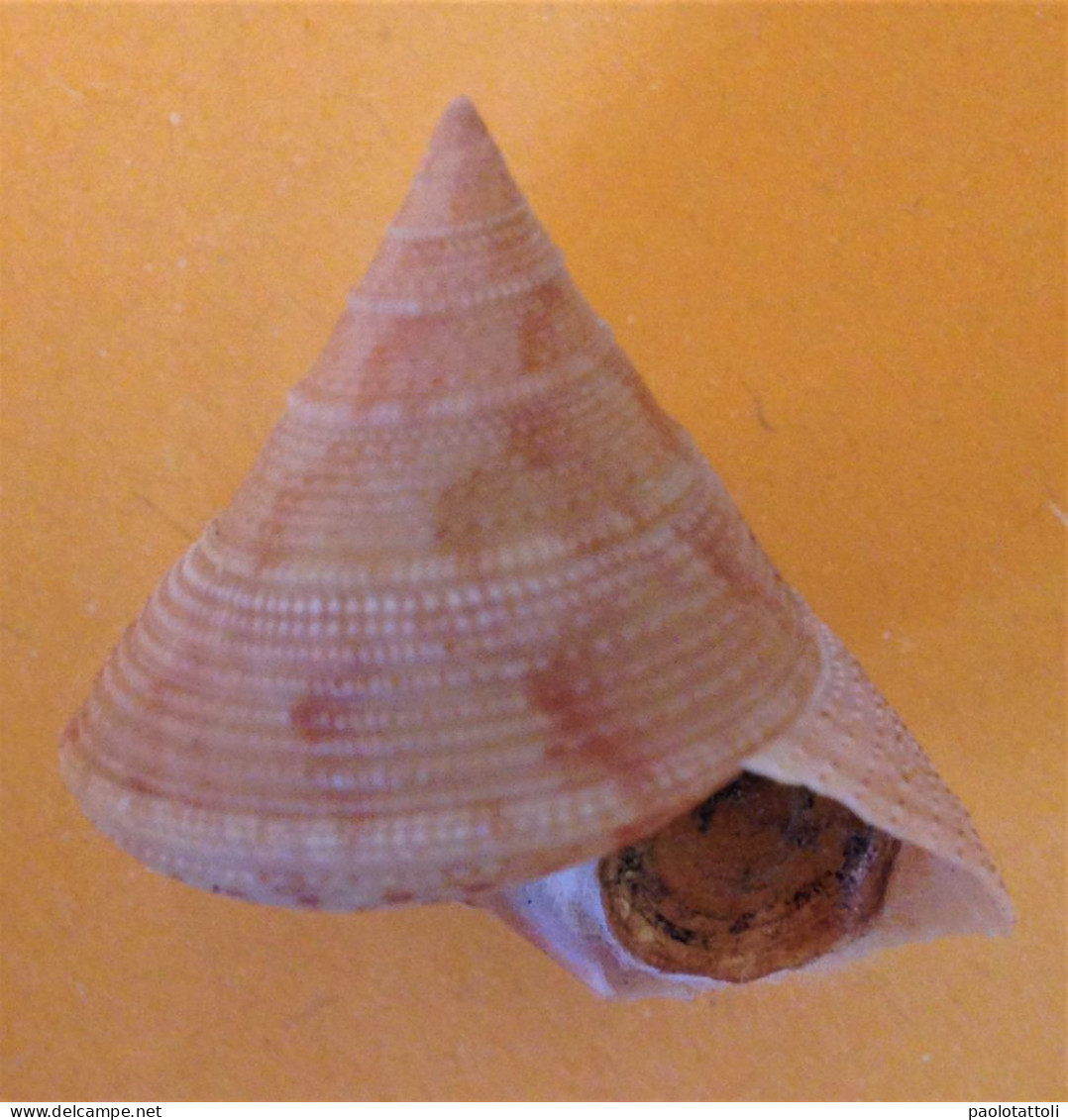 Calliostoma Granulatum ( Born, 1778)- 26.3x 24.9mm. Chioggia, Italy.Sept. 2020. Trawled On Muddy Groud Between 20-25 Mtr - Coquillages