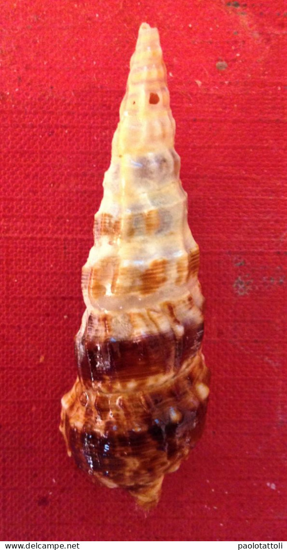 Cerithium Alucaster ( Brocchi,1814)- 61,1x 19mm. Chioggia, Italy. Dredged Alive At 20-25 Mtrs Depth - Seashells & Snail-shells
