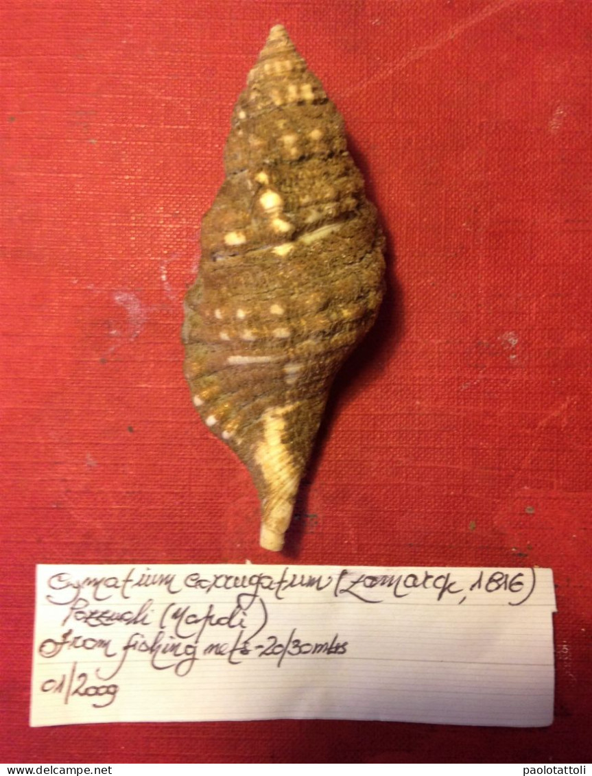 Cymatium Corrugatum (Lamarck, 1816)-Pozzuoli ( Italy). 83,5x 32,9mm. From Fishing Nets Left At 20-30mtrs Depth. Jan. 200 - Conchas Y Caracoles