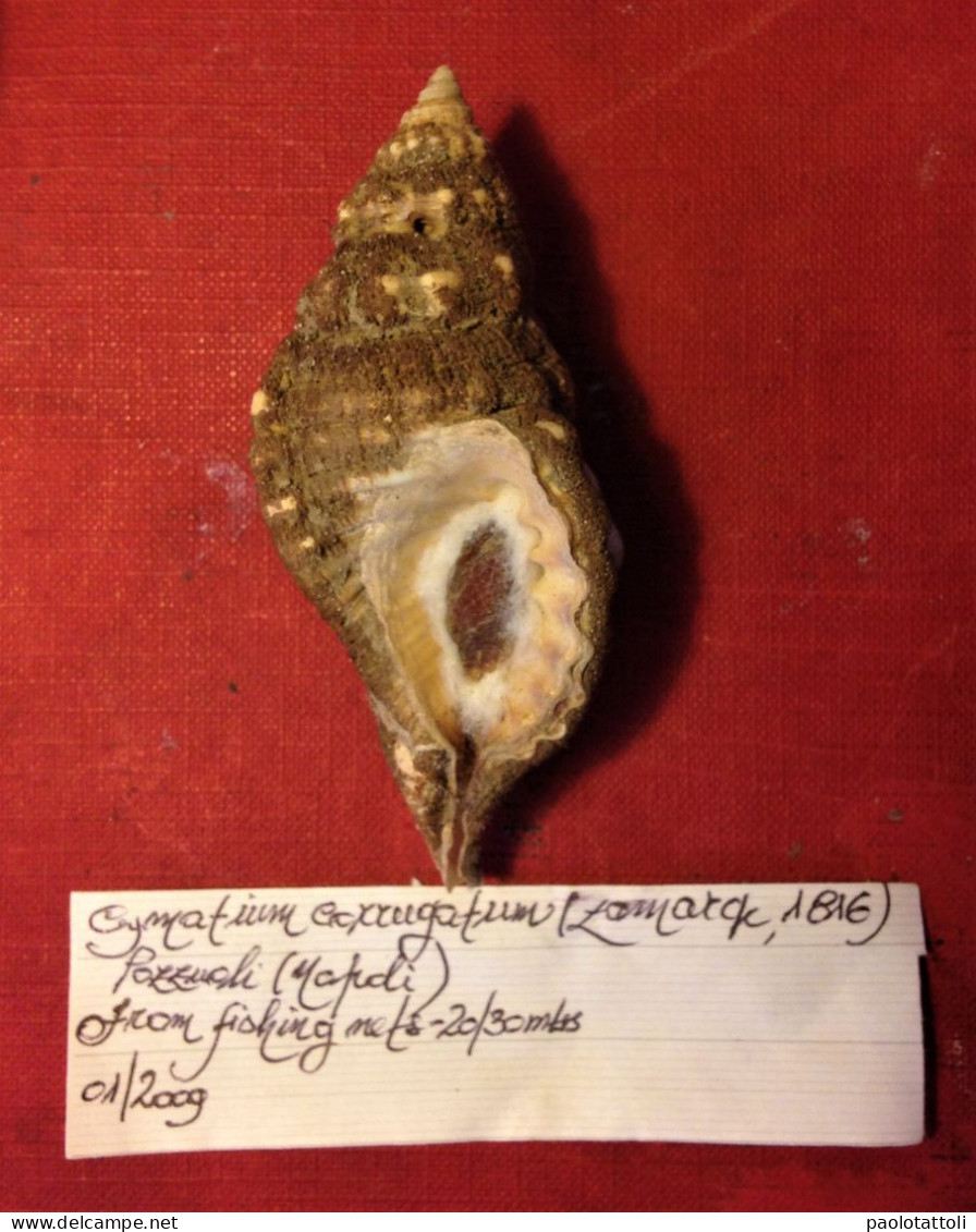 Cymatium Corrugatum (Lamarck, 1816)-Pozzuoli ( Italy). 83,5x 32,9mm. From Fishing Nets Left At 20-30mtrs Depth. Jan. 200 - Coquillages