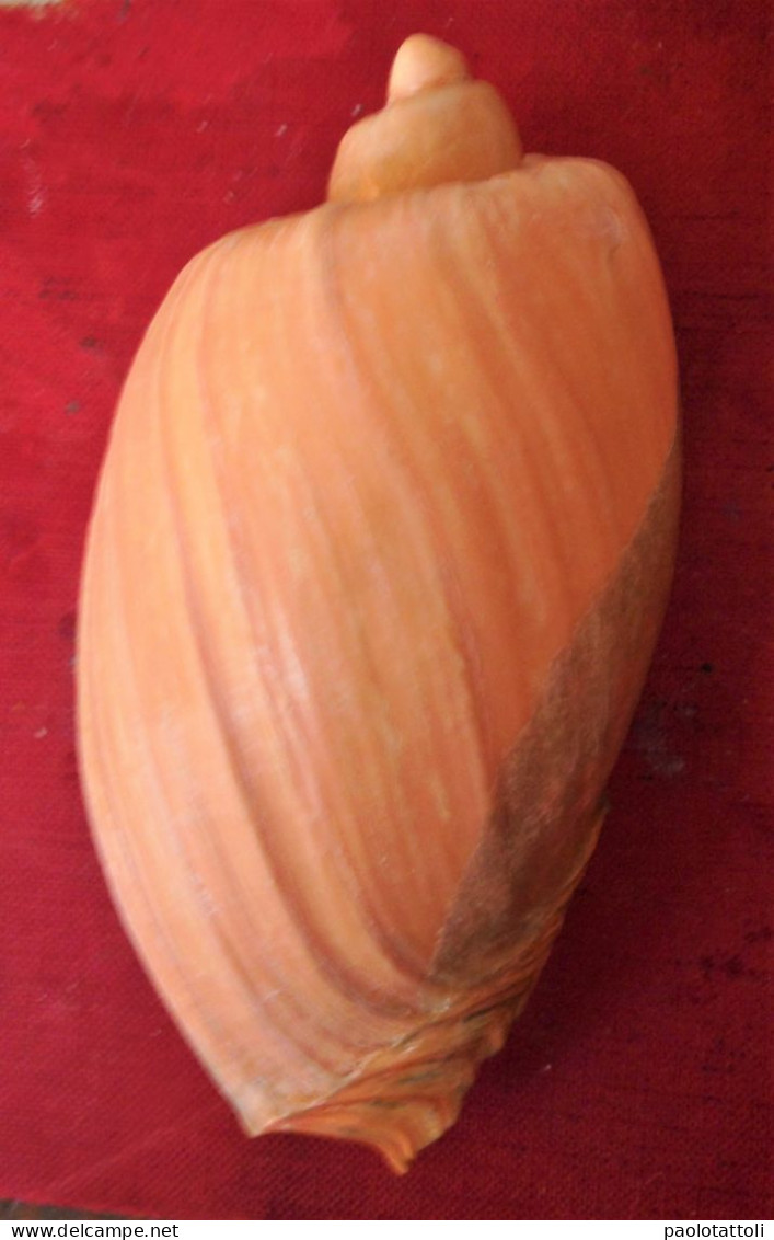Cymbium Olla ( Linneo, 1758)- 119x 67mm. Adra, Almeria ( Spain). - Seashells & Snail-shells