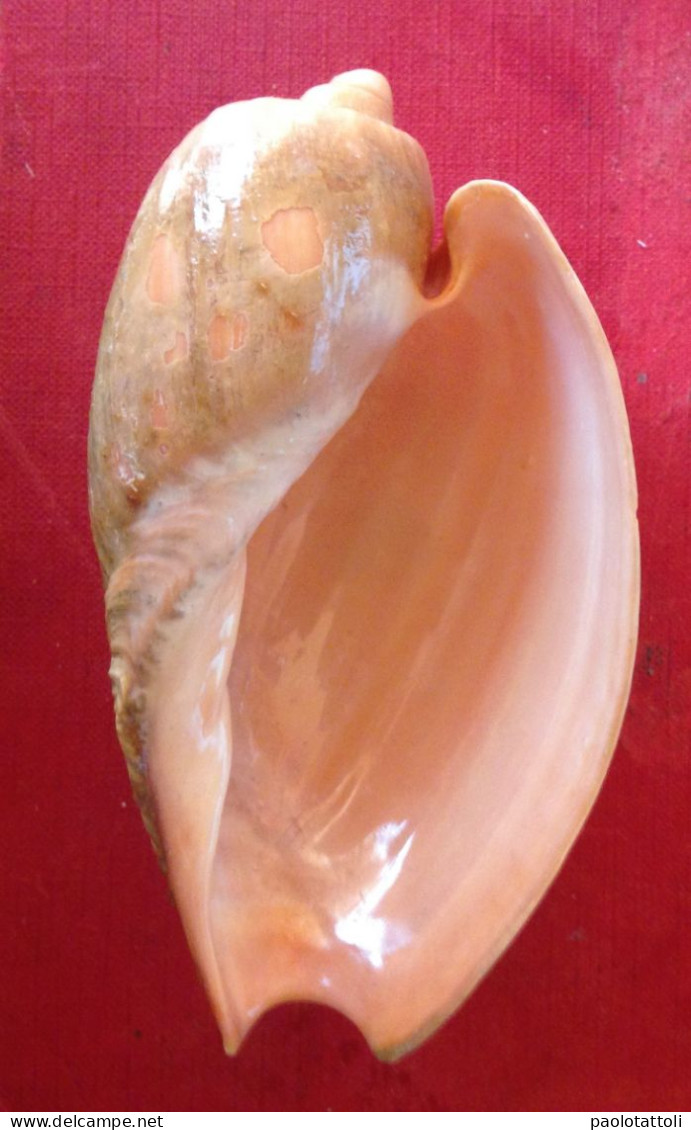 Cymbium Olla ( Linneo, 1758)- 119x 67mm. Adra, Almeria ( Spain). - Seashells & Snail-shells