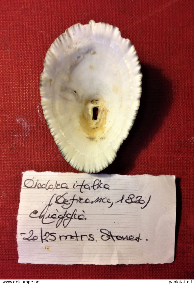 Diodora Italica (Defrance, 1820)- Chioggia ( Italy). 51x 34,8mm. Collected Alive On Stones At 20-25mtrs Depth. - Schelpen