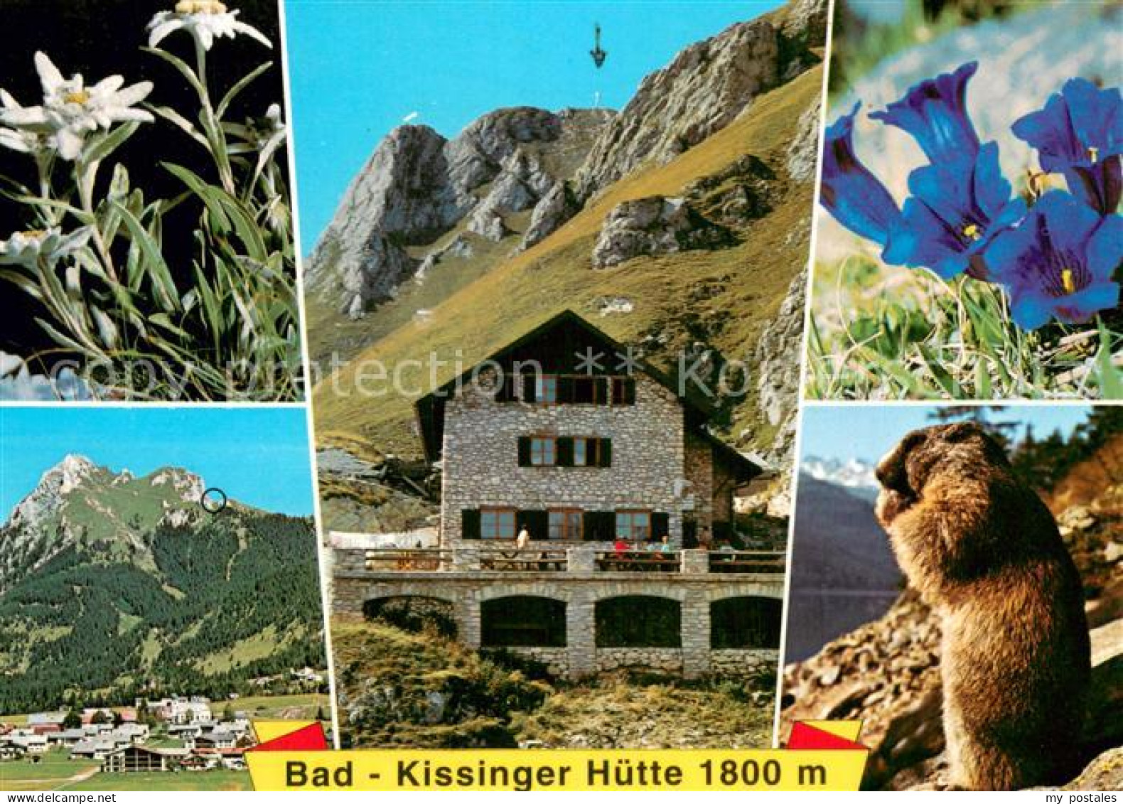 73755364 Bad-Kissingerhuette 1800m Aggenstein Panorama Alpenflora Murmeltier  - Fuessen