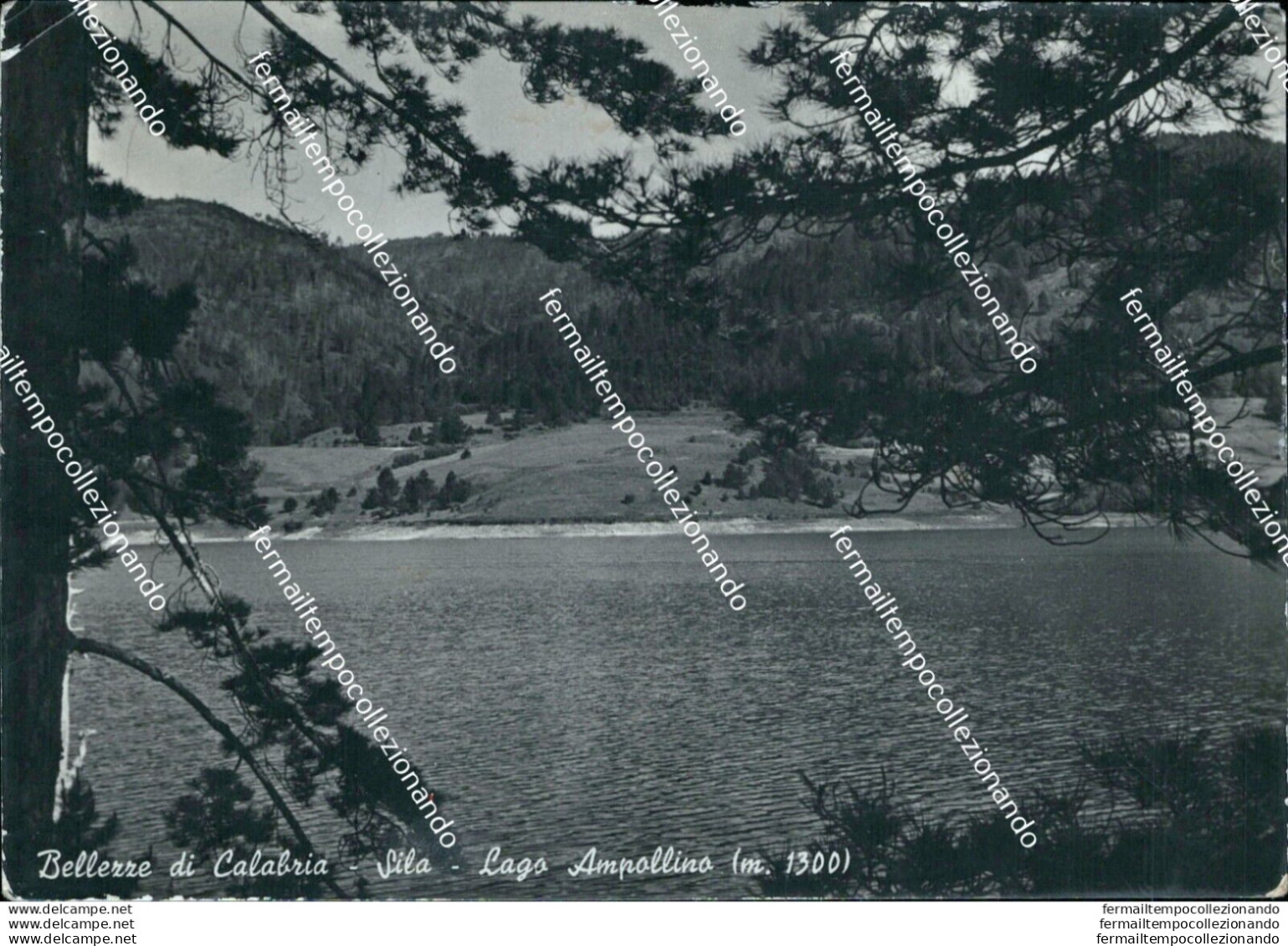 Ap519 Cartolina Bellezze Di Calabria Lago Ampollino Cosenza - Cosenza