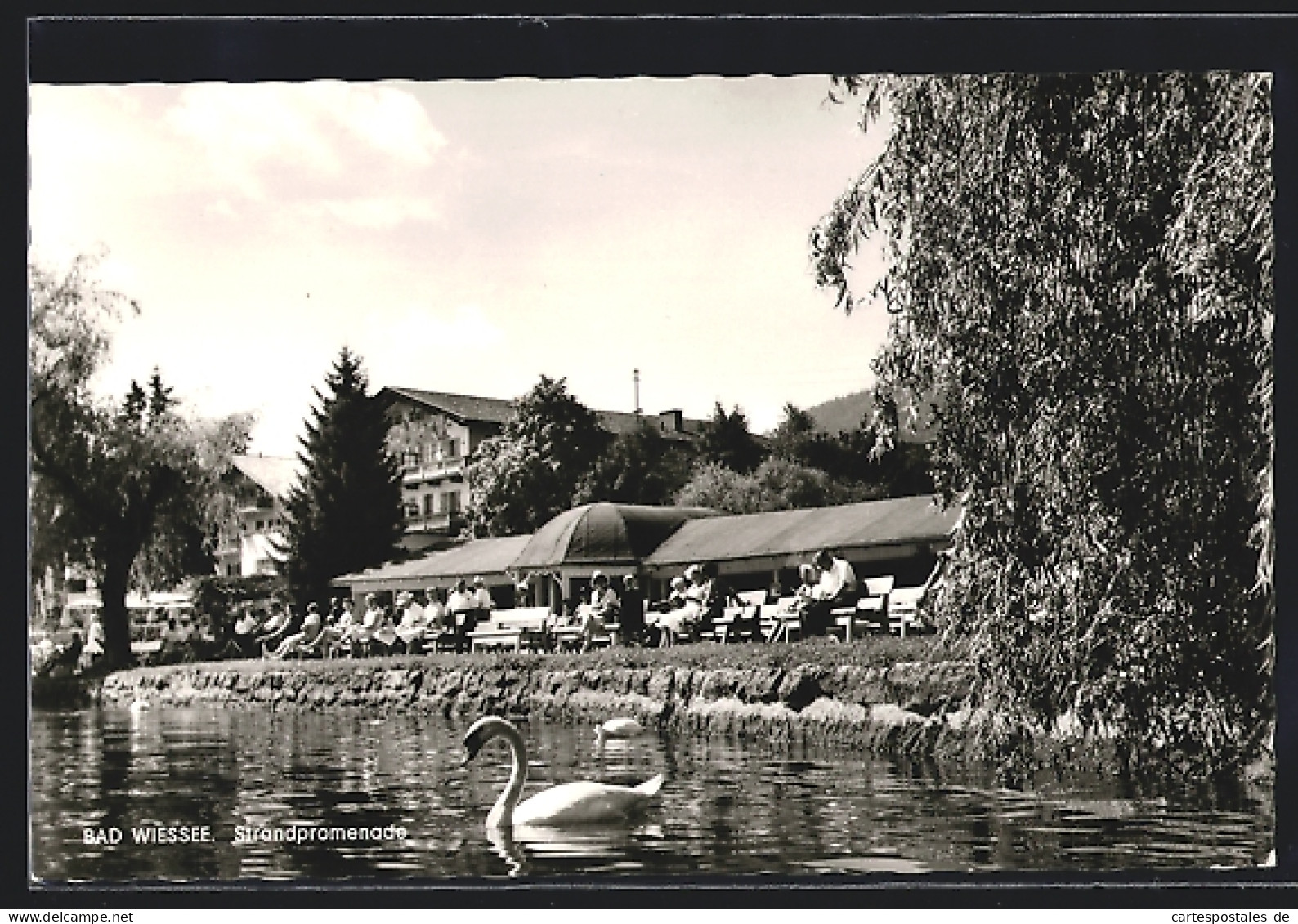 AK Bad Wiessee, Schwan Und Gäste An Der Strandpromenade  - Bad Wiessee