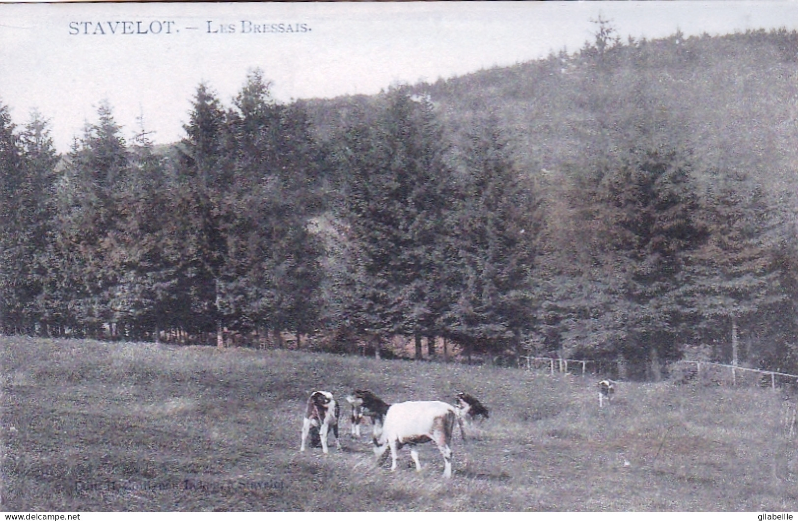 STAVELOT -   Les Bressais - Vaches Au Paturage - Stavelot