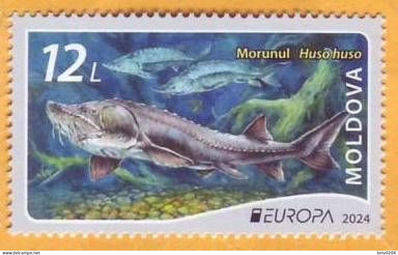 2024 Moldova Europa 2024. Underwater Flora And Fauna. Fish, Beluga, 1v Mint - Moldova