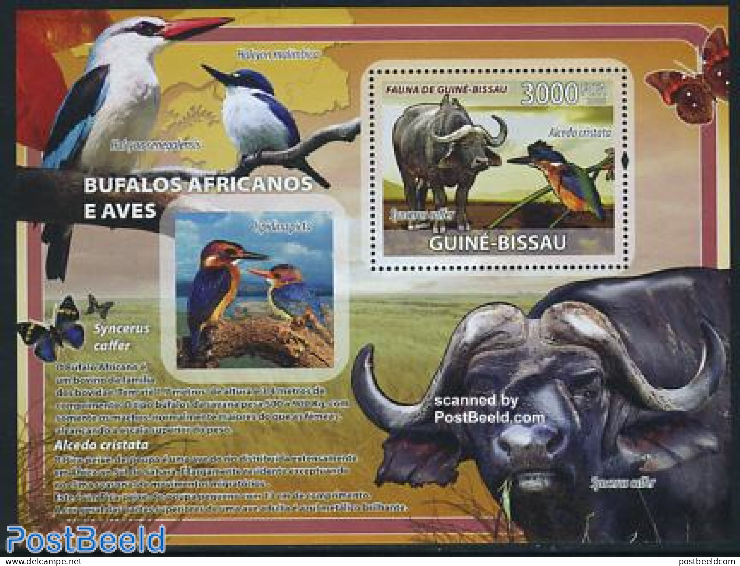 Guinea Bissau 2008 Buffalo & Birds S/s, Mint NH, Nature - Animals (others & Mixed) - Birds - Kingfishers - Guinea-Bissau